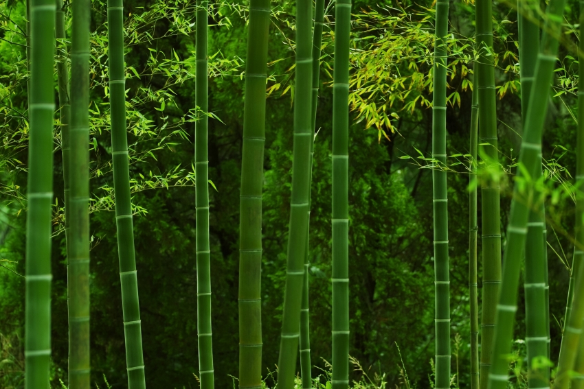 黄瓜不是黄瓜的味道  胡不伟