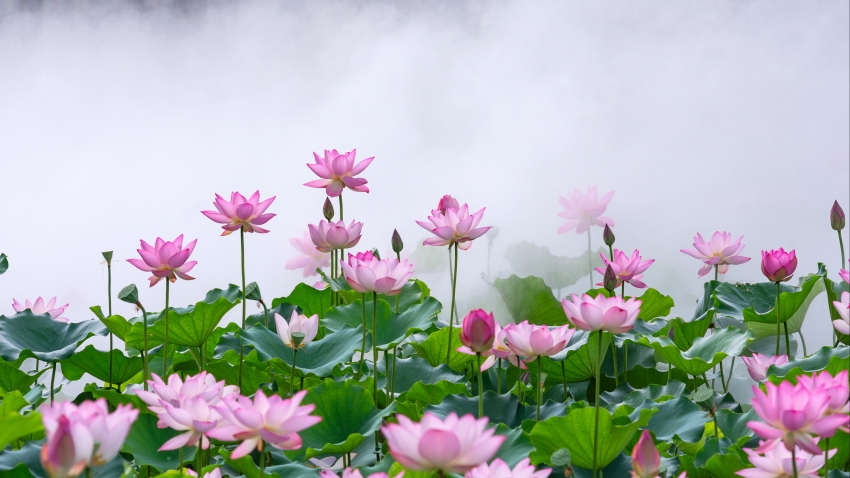 钵——给杨键