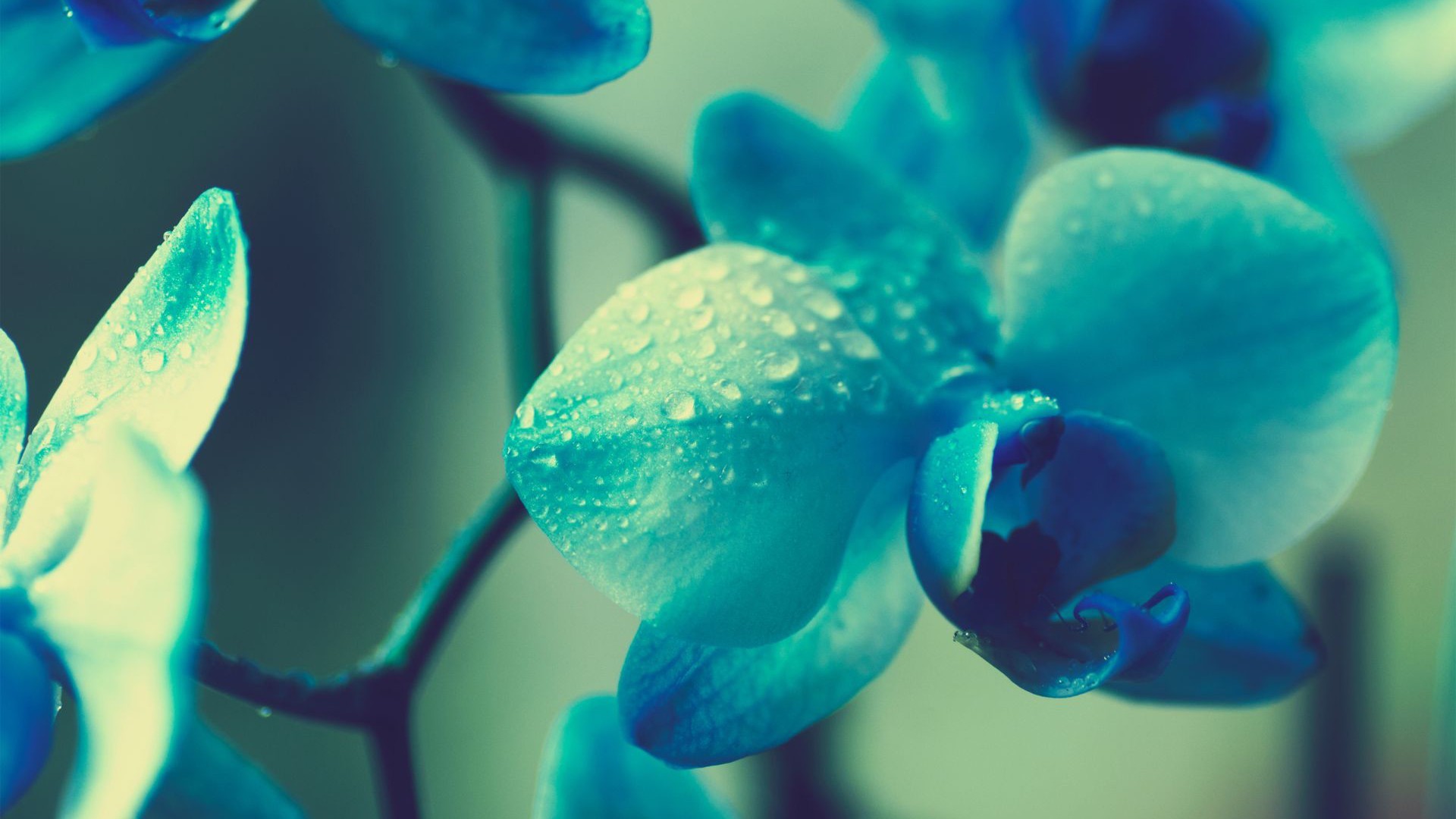 幸福一日致秋天的花楸树   海子